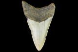 Fossil Megalodon Tooth - North Carolina #109889-2